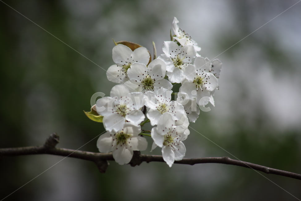 배꽃,배나무,꽃,봄,peartree,돌배꽃,PearBlossom,Pyruspyrifolia
