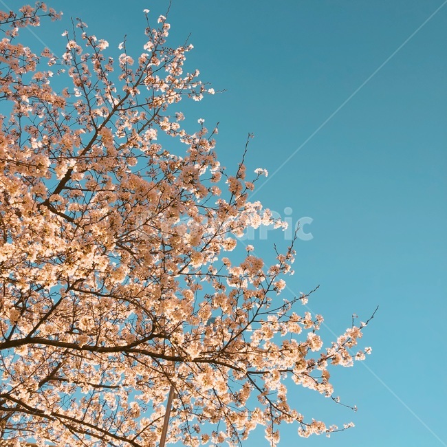 벚꽃,하늘,봄,색감,꽃,cherryblossom,봄,계절,spring,season,plant,식물,flower,blossom