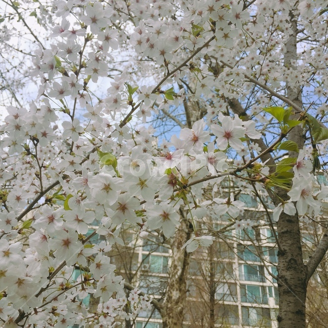 꽃,벚꽃,풍경,하늘,봄,그리운봄,푸른하늘,봄,계절,spring,season,식물,자연,plants,nature,꽃,flower,plant,blossom