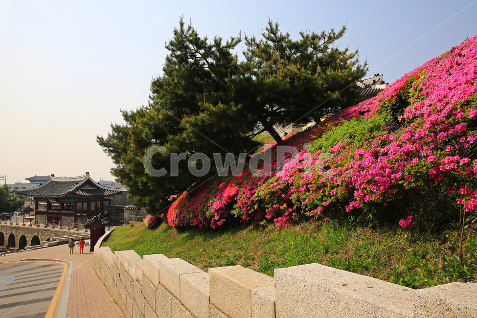 경기,수원,수원화성,화성행궁,building,건물,architecture,건축물,outdoors,옥외,nature,자연,철쭉,철쭉꽃,봄,계절,human,인간,person,사람