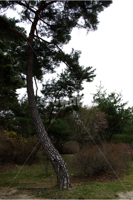 겨울,숲,나무,낙엽,소나무,식물,식물,자연,plants,nature,나무,trees,wood