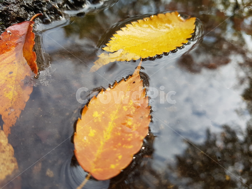 나뭇잎,참나무나뭇잎,물,빛반사,오전,가을,계절,fall,autumn,season,plant,식물