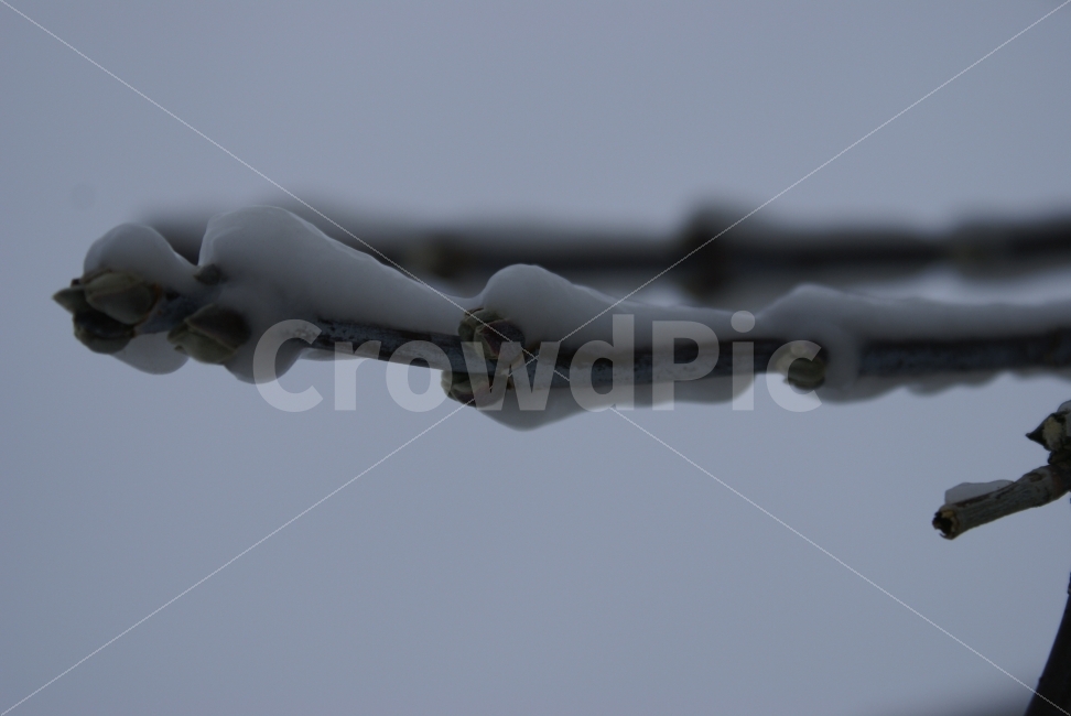 눈,나무,희망,겨울,준비,봉우리,겨울,계절,winter,season