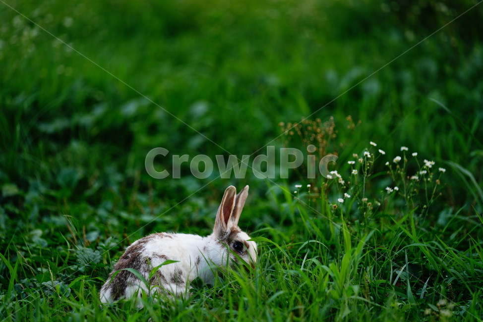 토끼,동물,생명,생물,자연,rabbit,animal,포유류,포유류,mammal