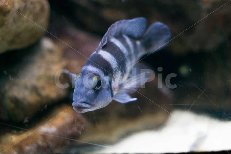 수족관,물고기,바다,여름,시원함,감성,어항,동물,animal,어류,물고기,fish