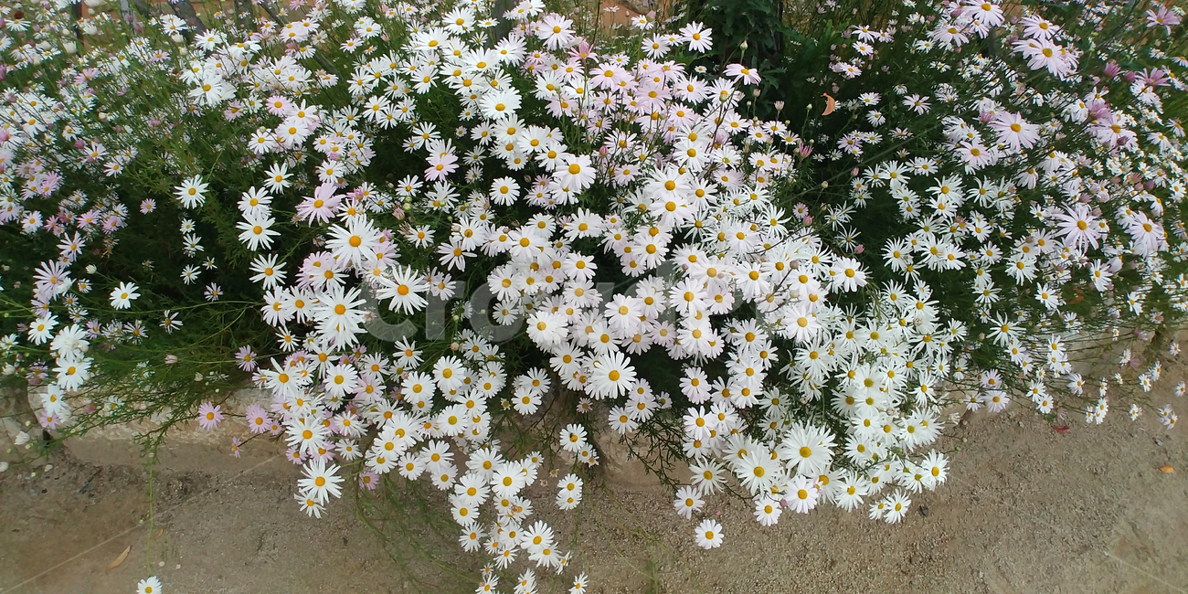 꽃,국화과,들국화,식물,blossom,flower