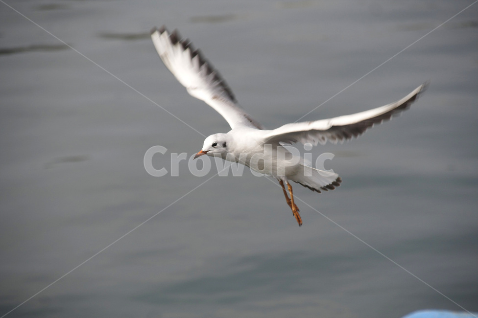 갈매기,착륙,항구,비상,바다,하얀색,동물,animal,조류,새,birds