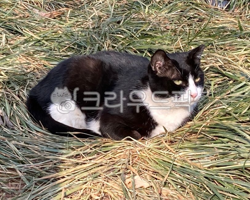 Cute cat,stray cat,cat bread pose,cat,animal