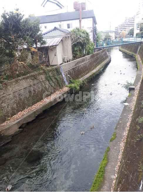 오리,물,수로,강,river,평화,다리,도시,풍경,city,landscape,ditch,도랑