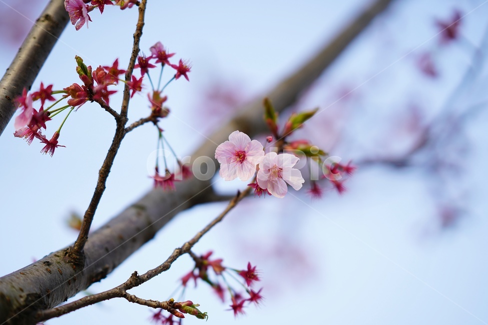 꽃,보케,아웃포커싱,흰색,분홍,봄,계절,spring,season,식물,자연,plants,nature,꽃,flower,plant,blossom
