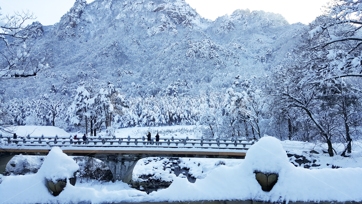 눈,snow,겨울,나무,winter,겨울,계절,winter,season,자연,풍경,nature,landscape