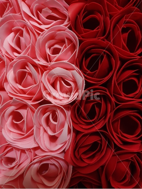 꽃,장미,flower,장미꽃,꽃잎,장미비누,꽃비누