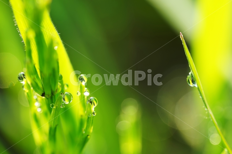 아침,이슬,풀,들풀,햇살,봄,유리구슬,식물,자연,plants,nature,휴식,힐링,rest,relaxation,healing