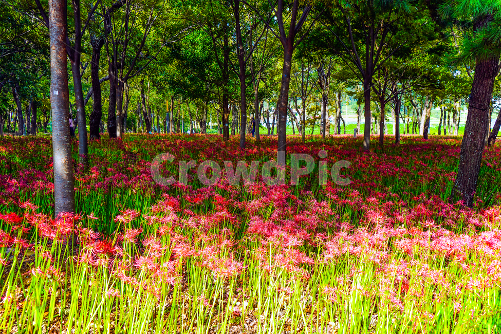 꽃무릇,상사화,수선화,꽃,분홍,꽃밭,자연,풍경,nature,landscape,식물,plants,꽃,flower