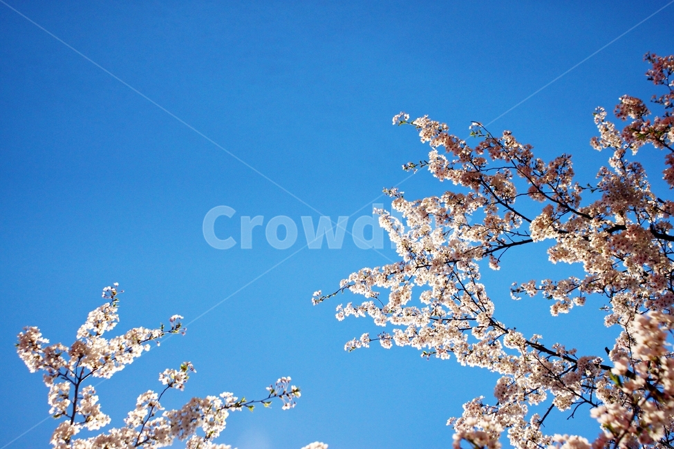 벚꽃,봄,벚꽃향기,만개,풍성,풍경,꽃,flower,벚꽃놀이,식물,나무,하늘,blue,맑음,흰색,하얀색,white,sky,봄,계절,spring,season,자연,풍경,nature,landscape,plant,blossom,cherry blossom