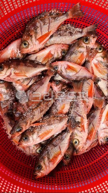 열기,볼락,볼락구이,생선구이,물고기,해양생물,fish