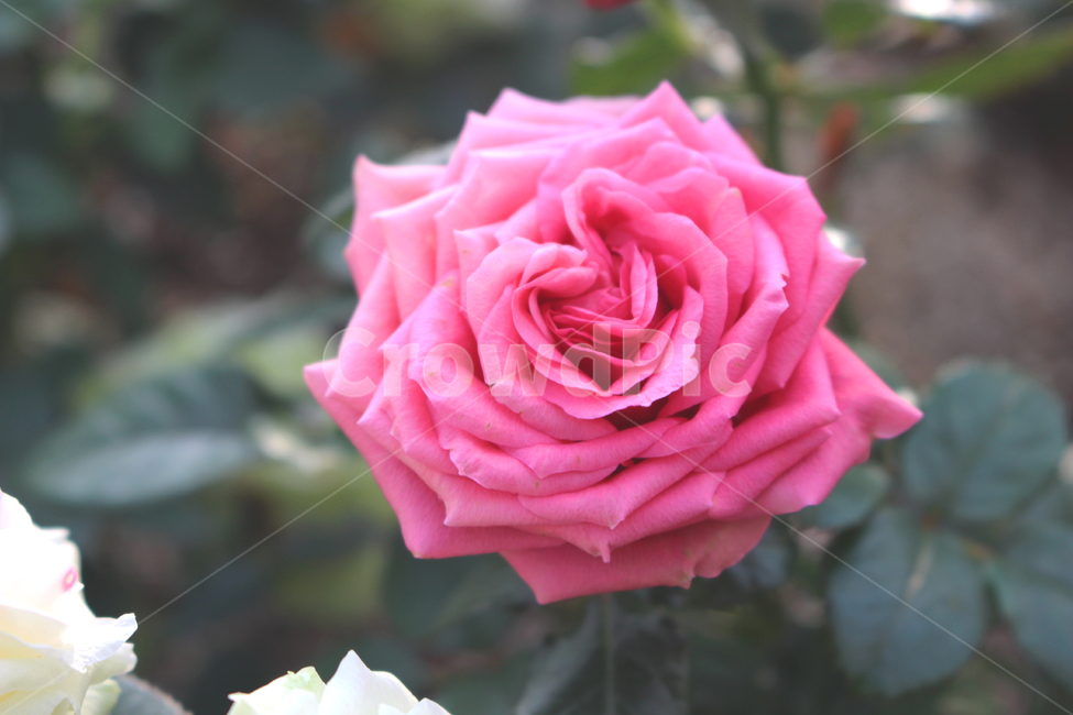 장미,식물,꽃,자연,flower,rose