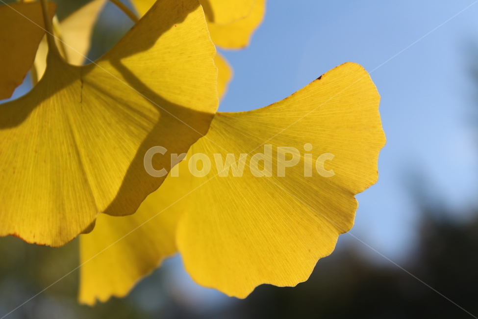 plant,식물,은행잎,잎,yellow,가을,계절,fall,autumn,season,flower,꽃,petal,꽃잎,blossom