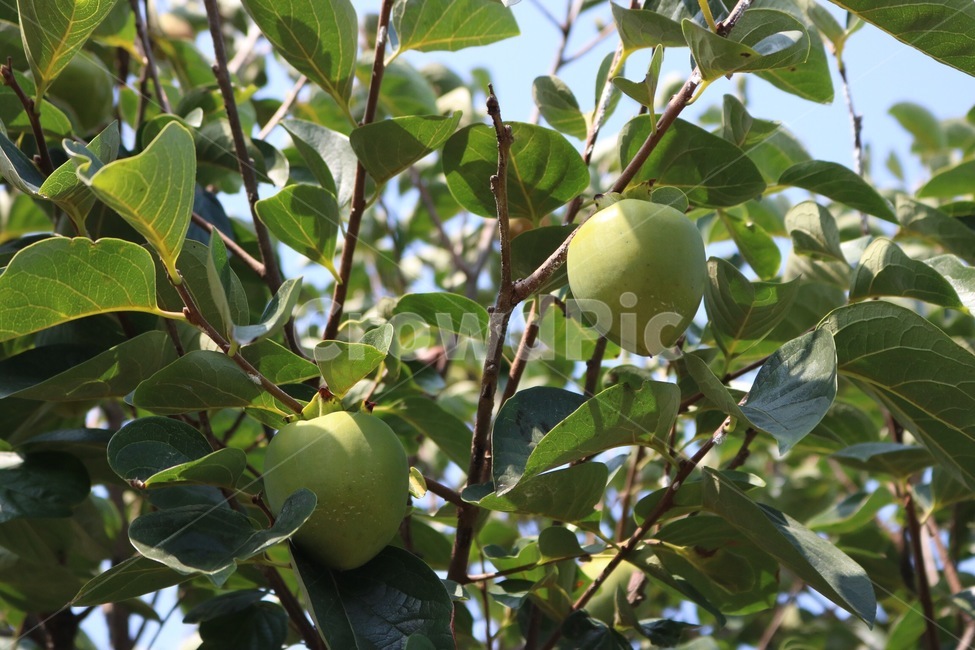 감,나무,열매,과일,초록,식물,햇빛,그림자,persimmon,kaki,tree,ki,fruit,jitsu,kudamono,green,midori,plants,shokubutsu,sunlight,hizashi,shadow,kage,식물,자연,plants,nature,과일,열매,fruit