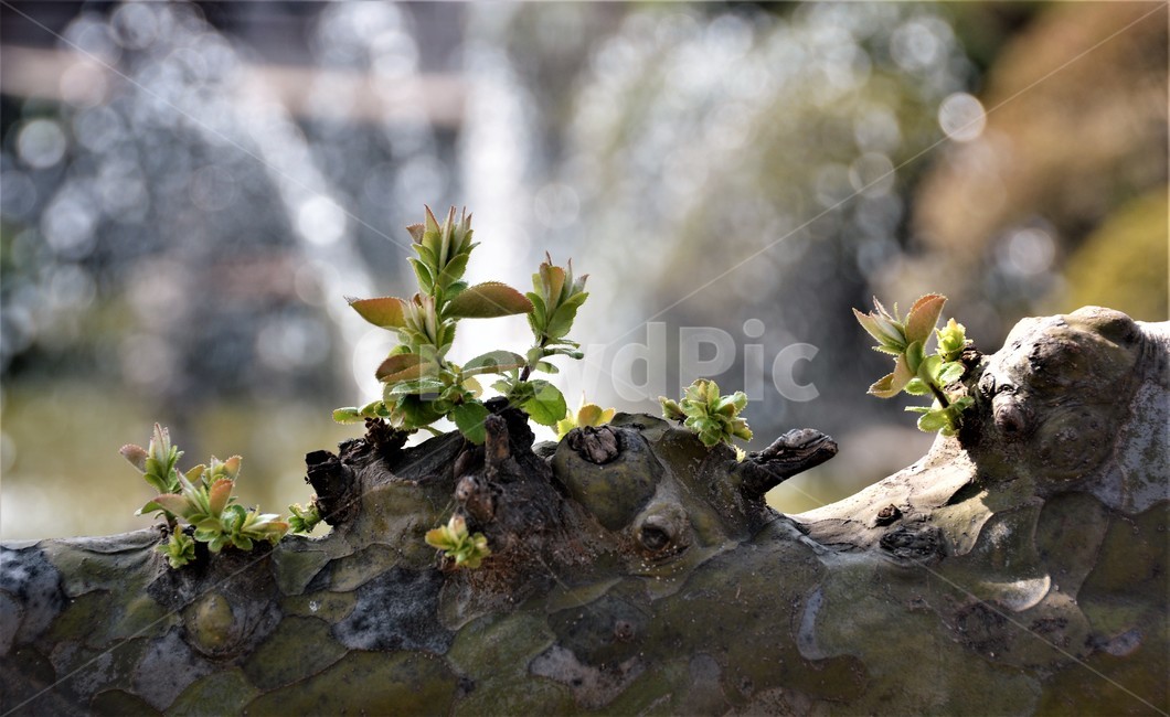 봄싹,새싹,고목나무,역광,자연,식물,자연,plants,nature