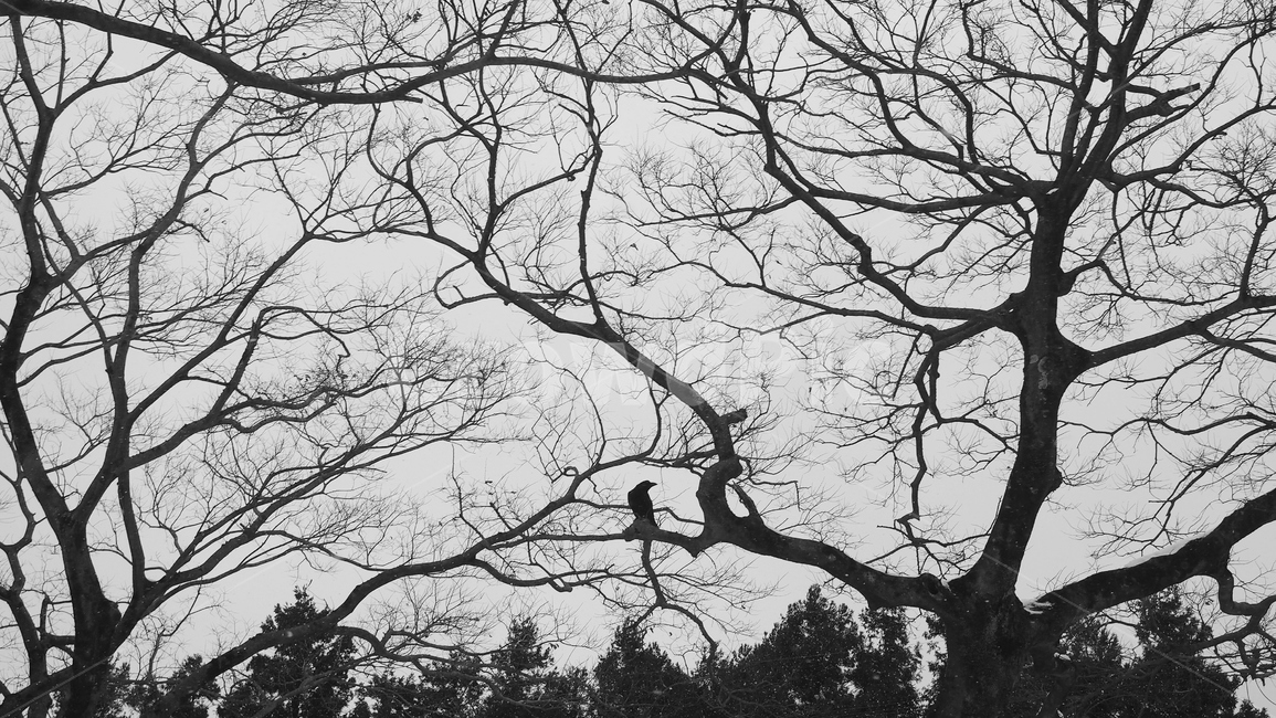 흑백,나무,까마귀,자연,풍경,겨울,겨울,계절,winter,season,식물,자연,plants,nature,나무,trees,wood,흑백,모노톤,monochrome,black and white