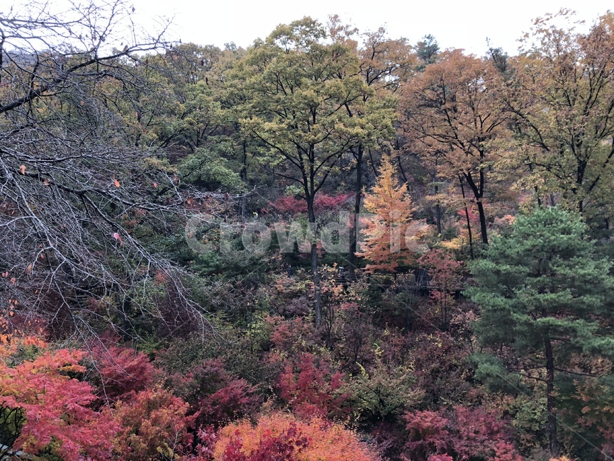 단풍,단풍숲,단풍놀이,화담숲,풍경,가을풍경,가을,계절,fall,autumn,season,tree,나무,plant,식물,fir,전나무