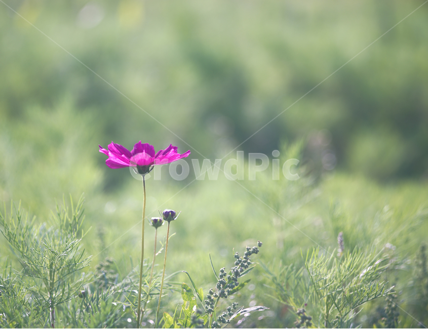 코스모스,꽃밭,자연,꽃,순정,애정,조화,가을,계절,fall,autumn,season,식물,자연,plants,nature,꽃,flower,plant,blossom