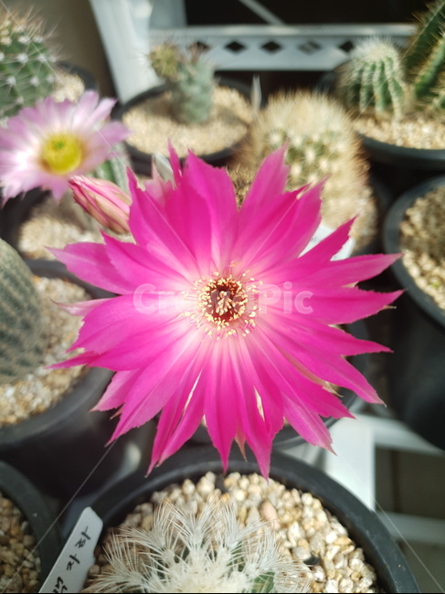 선인장,꽃,화분,flower,식물,자연,보라