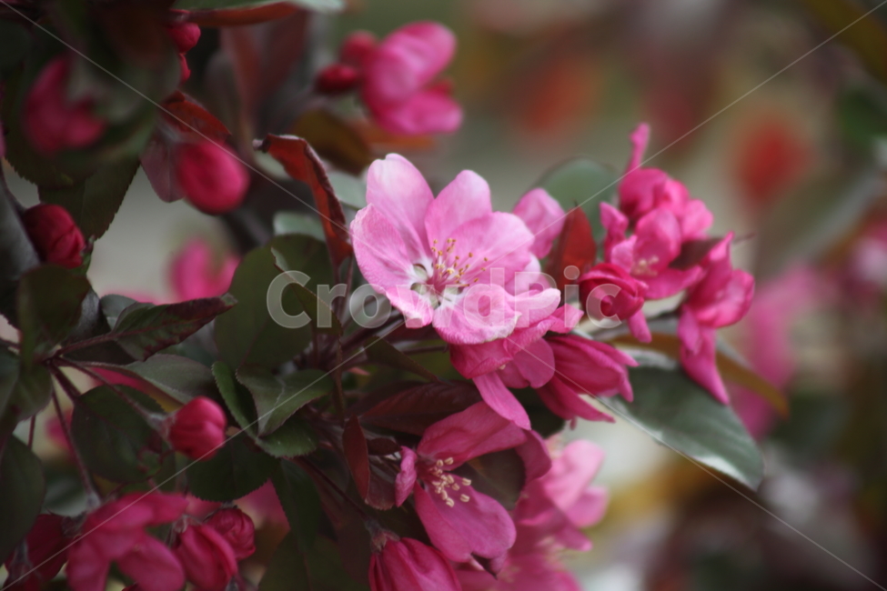 꽃사과,꽃,서부해당화,봄,hallcrabapple