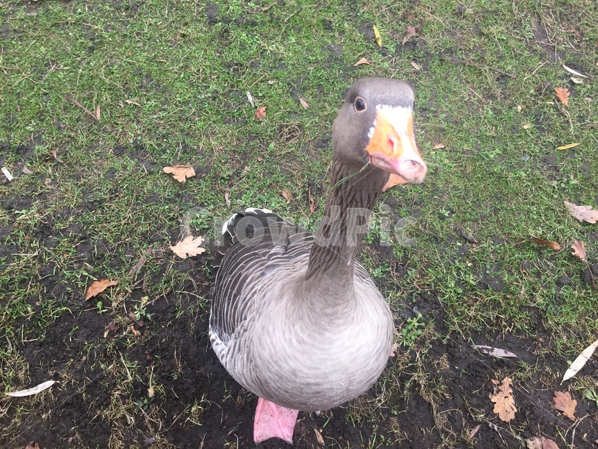 오리,영국,자연,새,귀염둥이,동물,animal,조류,새,birds