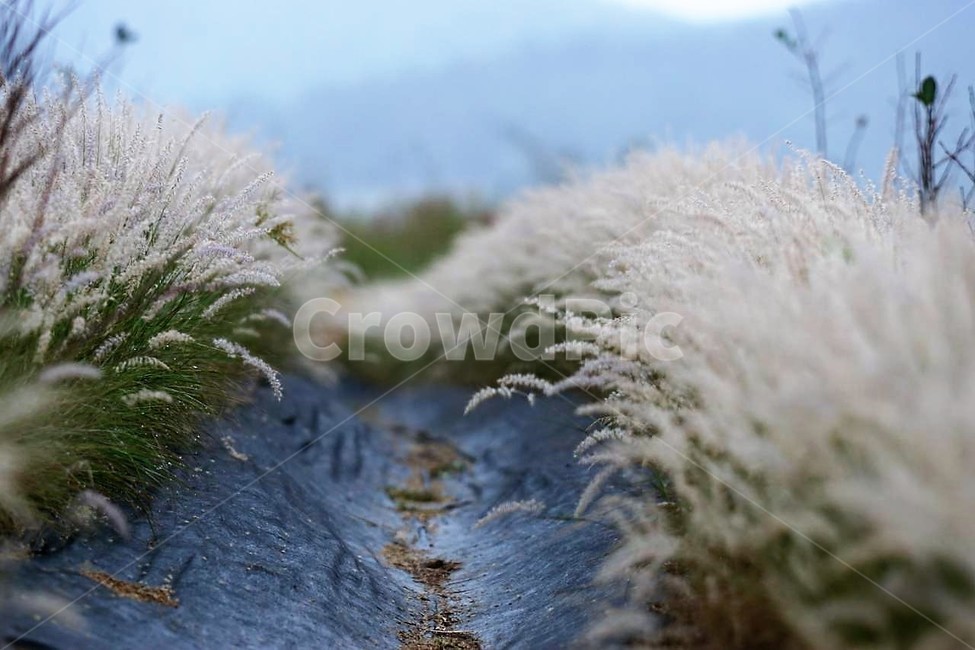 가을,억새,자연,식물,하늘,흰색,초록색,풍경,감성,서정,nature,season,autumn,fall,white,green,가을,계절,fall,autumn,season,식물,자연,plants,nature,ice,빙,outdoors,옥외,snow,눈,frost,서리