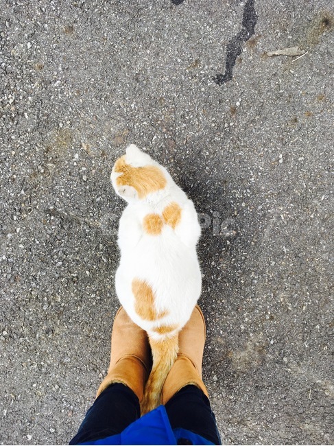 고양이,길고양이,어그부츠,겨울,털,cat,콘크리트,얼룩,치즈,냥이,의지,기댐,엉덩이
