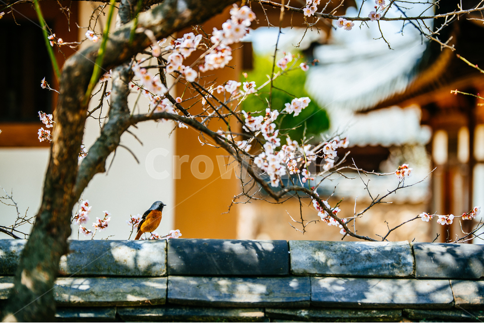 봄,자연,풍경,매화,새,딱새,매화꽃,봄날,봄,계절,spring,season,한국전통,한국문화,korean traditional,korean culture,식물,자연,plants,nature,꽃,flower,동물,animal,조류,새,birds,bird