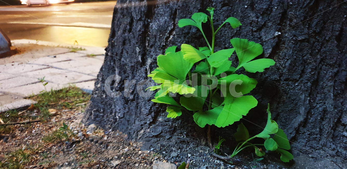 나무,자연,식물,tree,wood