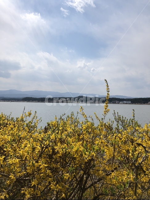 개나리,봄,호수,하늘,꽃,식물,자연,plants,nature,꽃,flower