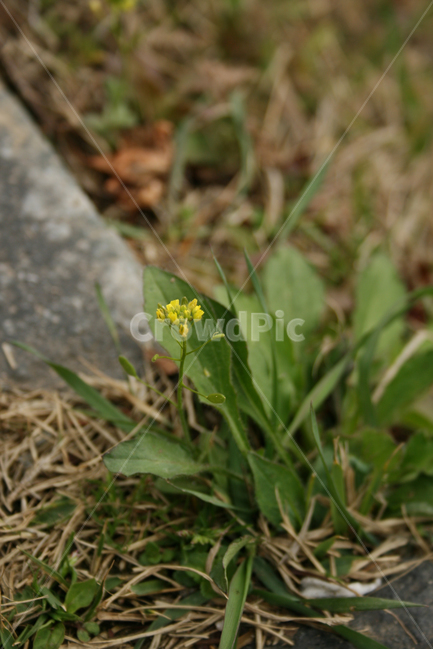 꽃다지,봄,봄날,노란색,감성,spring,flower,풍경,식물,꽃,봄,계절,spring,season,식물,자연,plants,nature,꽃,flower,plant,blossom
