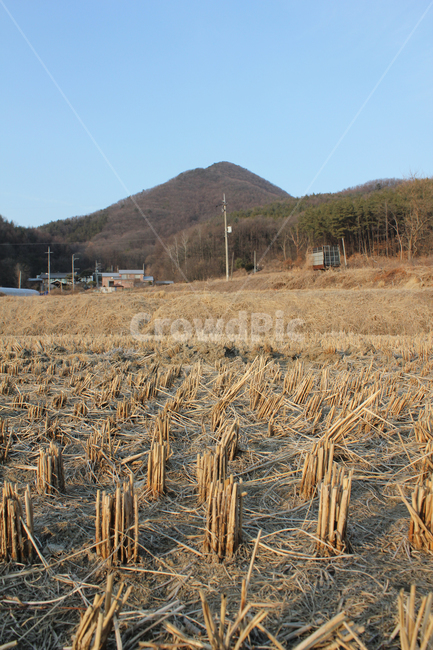 갈색,브라운,클로즈업,자른,잘린,땅,자연,식물,논,논농사,겨울,벼베기,시골,농사,풍경,시골풍경,퍼스펙티브,농경지,농촌,둑,논둑,언덕,산,하늘,파랑,블루,파란색,농촌풍경,한국,대한민국,경기도,집,주택,하우스,전봇대,전신주,산업,industry,industrial,농업,농사,agriculture,farming,farming industry