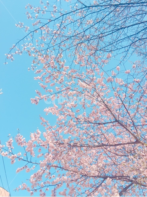 벛꽃,꽃,blossom,flower,plant,식물,봄,spring,예쁜꽃,pretty