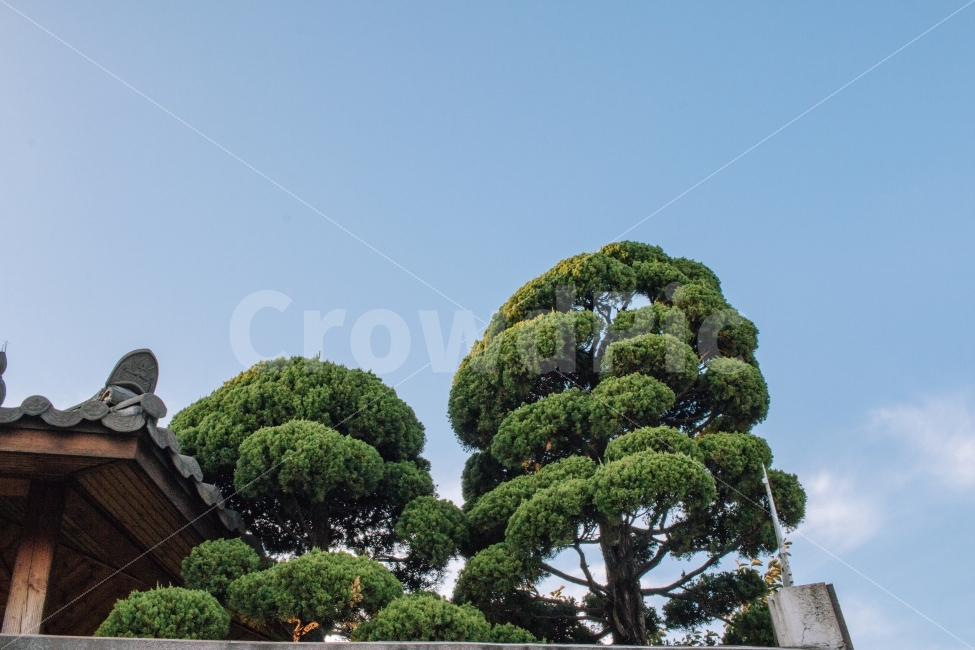 한옥,소나무,하늘,구름,북촌,전통,나무,가을하늘,풍경,korea,seoul,서울,tree,sky,식물,자연,plants,nature,한국전통,한국문화,korean traditional,korean culture