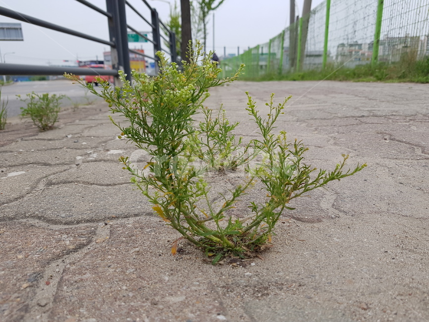 꽃,봄,피어나다,돌,보도,식물,plant,들꽃