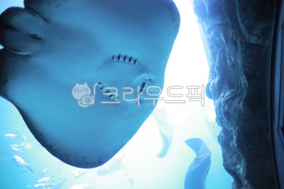 COEX,Stingray,fish,aquarium