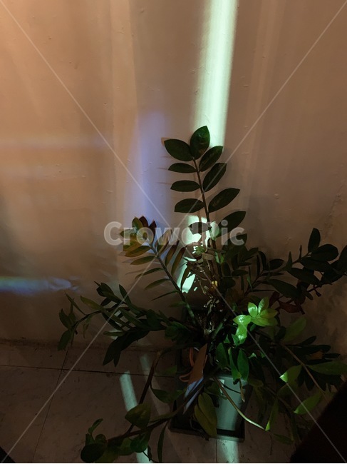 식물,화분,빛,초록색,화초,식물,자연,plants,nature