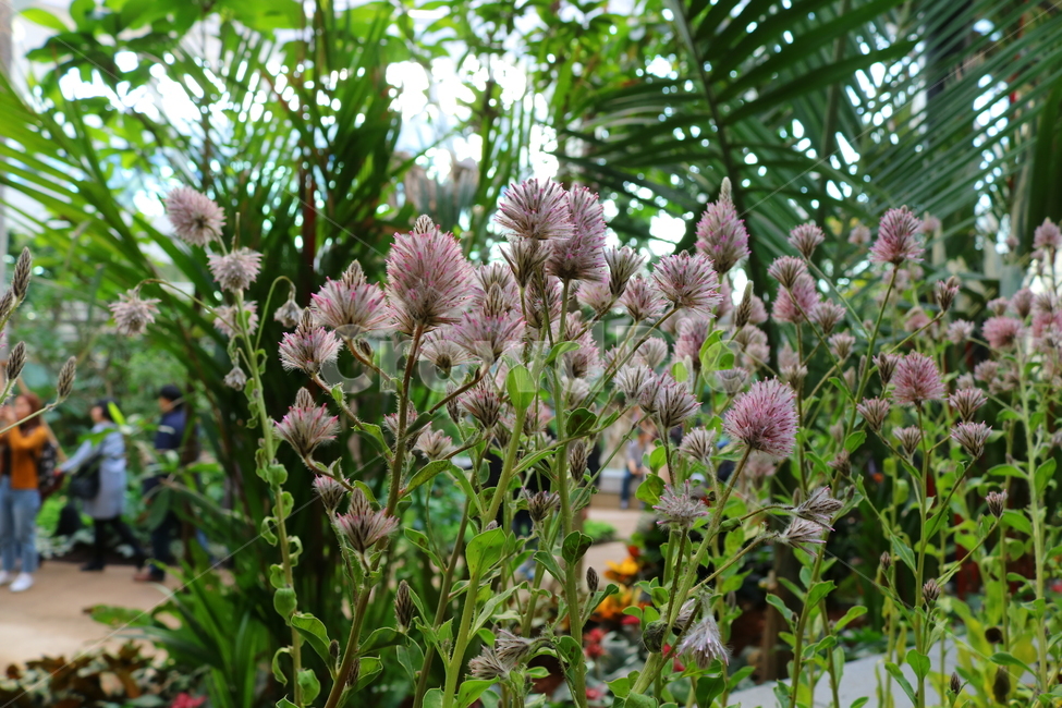 프틸로투스,꽃,프틸로투스꽃,식물,자연,비름과,식물원,식물,자연,plants,nature,꽃,flower