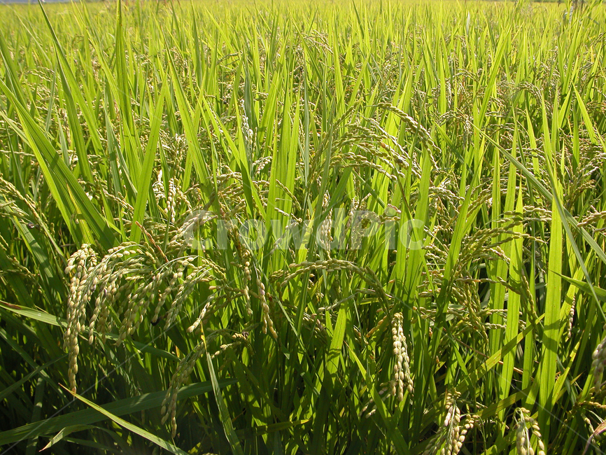 논,벼,벼농사,농사,plant,식물,vegetation,초목,field,들,곡류,곡식,cereals,농업,농사,agriculture,farming,farming industry
