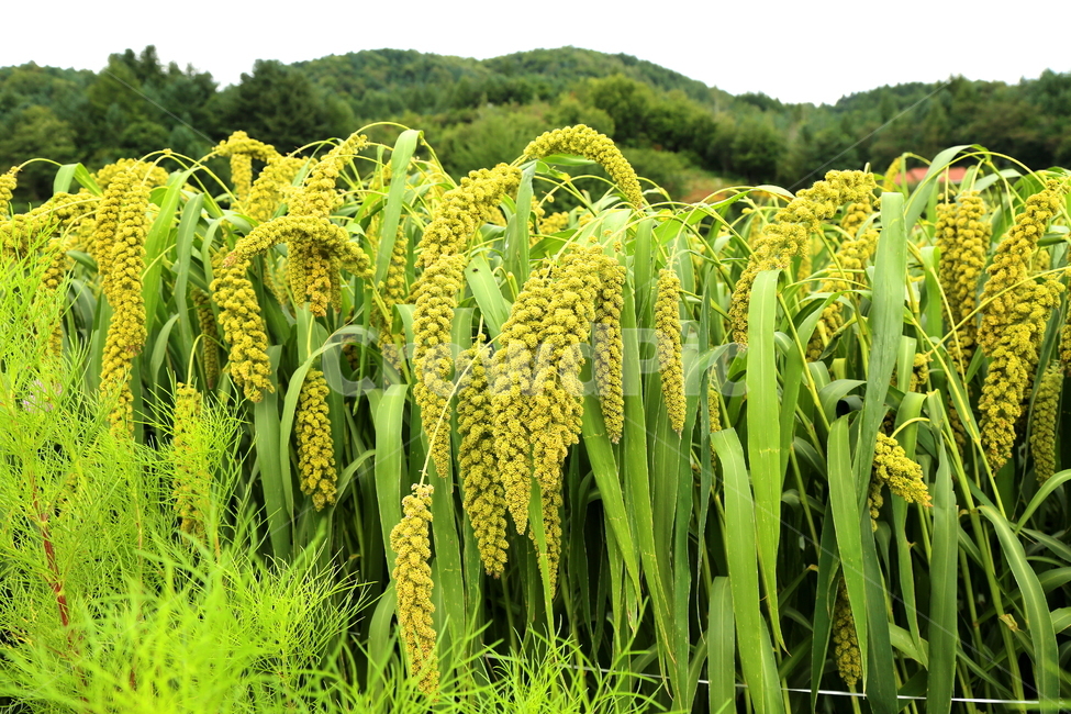 식물,곡식,풍경,농촌,들판,식물,자연,plants,nature,곡류,곡식,cereals,산업,industry,industrial,농업,농사,agriculture,farming,farming industry