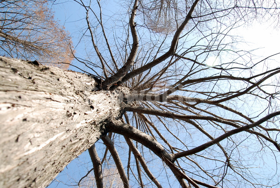 나무,하늘,가지,나뭇가지,자연,겨울,tree,나무줄기,식물,식물,자연,plants,nature,나무,trees,wood