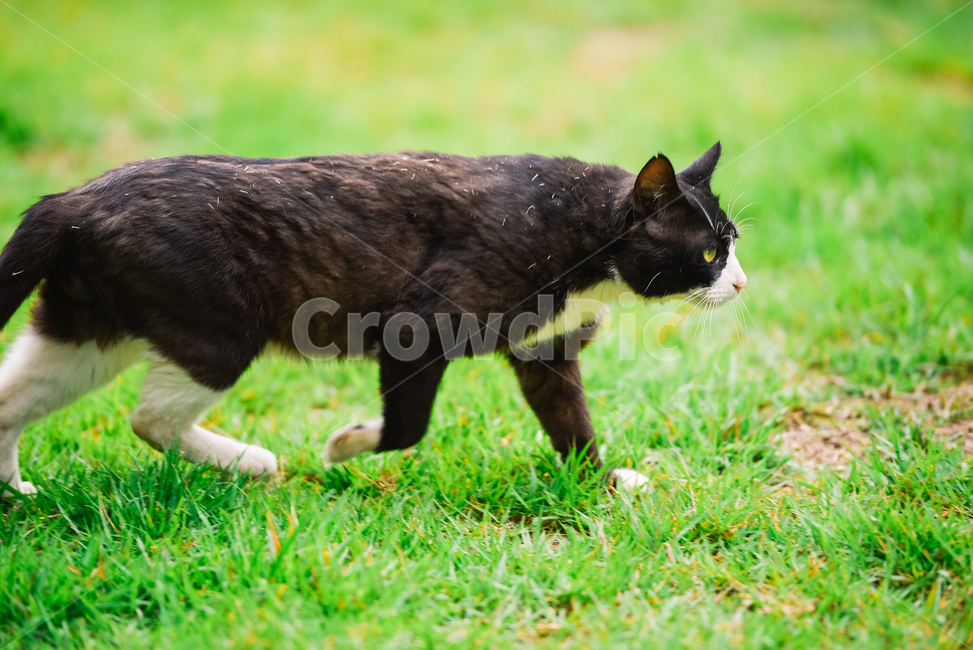 고양이,캣,냥냥이,길고양이,삼색이,치즈냥,냥,cat,동물,동물,animal,포유류,mammal,고양이,cat,kitten,kitty