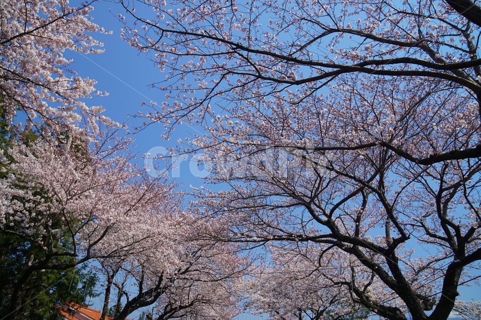 봄,벚꽃,벚꽃축제,꽃,풍경,봄,계절,spring,season,식물,자연,plants,nature,plant,tree,나무