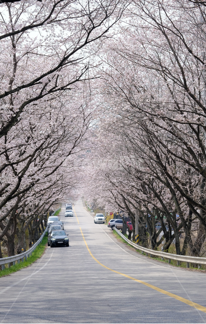 벚꽃길,벚꽃터널,벚꽃나무,봄,봄꽃,시골길,벚꽃구경,봄,계절,spring,season,자연,풍경,nature,landscape,plant,식물,asphalt,아스팔트,road,도로