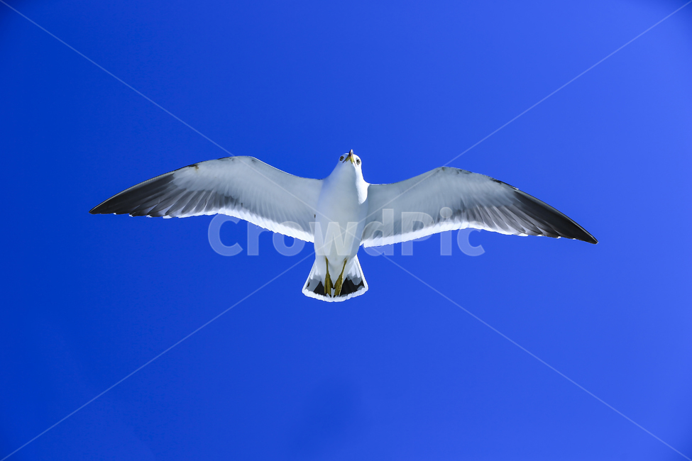 갈매기,조류,새,동물,날개,사냥,하늘,부리,bird,mewgull,commongull,부산갈매기,괭이갈매기,동물,animal,조류,새,birds